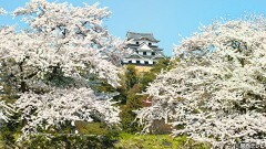 #10 彦根城・2