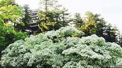 #15 松江城・3
