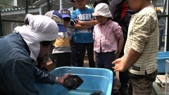 カメの翼