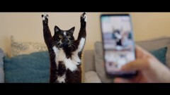 猫と、とうさん（字幕）