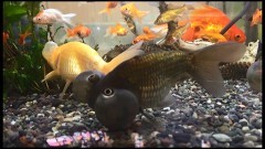 「いる。」〜怖すぎる投稿映像13本〜Vol.40
