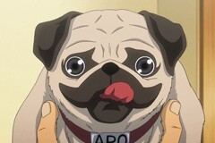 #34 月夜の晩にパグとハグ