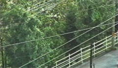 #7 台風