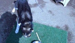 #2 愛犬