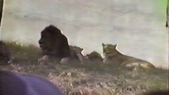 #6 サファリパーク