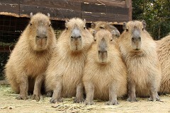 カピバラ日和