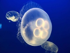 アクアリウム編