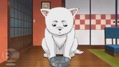 第265話　ドッグフードは見た目より味がうすい