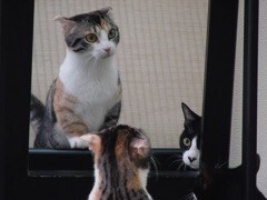 2巻 イヌのおもちゃに驚くネコたち〜