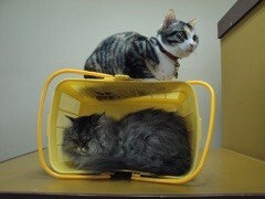 5巻 ネコ　紙袋の隠れ家を取り合い〜