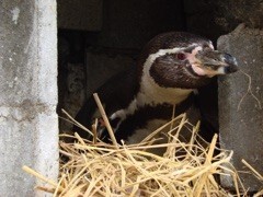 6巻 ペンギンの一本橋〜