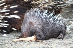 10巻 ひなたぼっこのハリネズミ、ウシ、サル〜