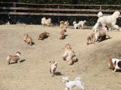 11巻 イヌのお気に入りの場所2〜