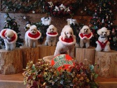12巻 イヌのクリスマスパーティー