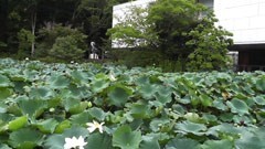 怪奇動画