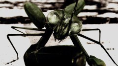 Episode０１　Stormy Mantis