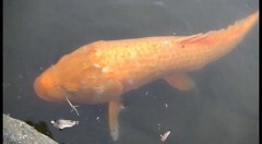 投稿！UFO・UMA 2020総集編 23連発